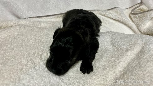 成約済の滋賀県のチワプー:チワワ×トイプードル-347596の27枚目