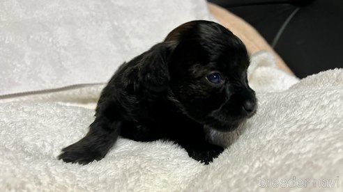 成約済の滋賀県のチワプー:チワワ×トイプードル-347596の25枚目
