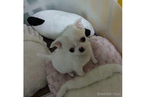 成約済の福井県のチワワ(ロングコート)-347432の4枚目