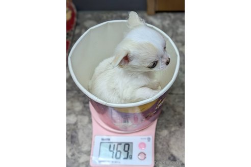 成約済の福井県のチワワ(ロングコート)-347432の2枚目