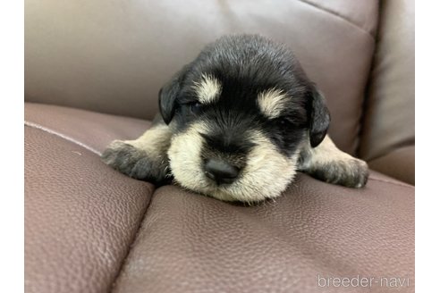 成約済の滋賀県のミニチュアシュナウザー-347602の1枚目
