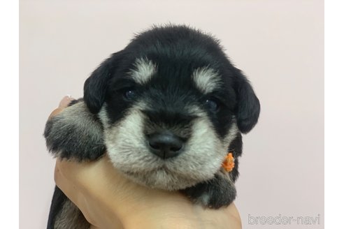 成約済の滋賀県のミニチュアシュナウザー-347602の4枚目