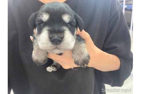 成約済の滋賀県のミニチュアシュナウザー-347602の2枚目