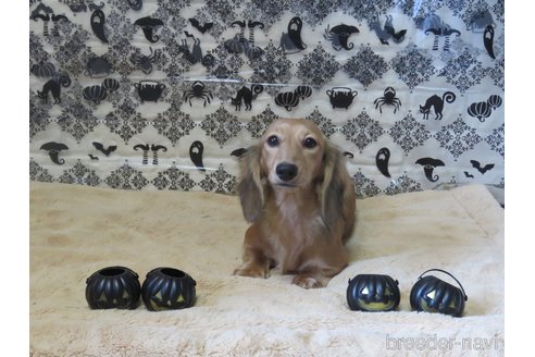 成約済の山口県のミニチュアダックスフンド(ロングヘアード)-317471の5枚目