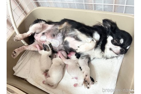 成約済の福岡県のチワマル:チワワ×マルチーズ-347610の43枚目