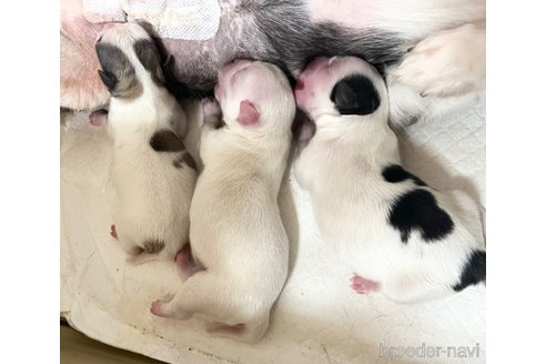 成約済の福岡県のチワマル:チワワ×マルチーズ-347612の54枚目