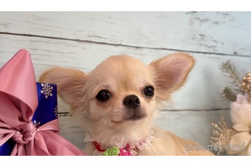成約済の埼玉県のチワワ(ロングコート)-317319の12枚目