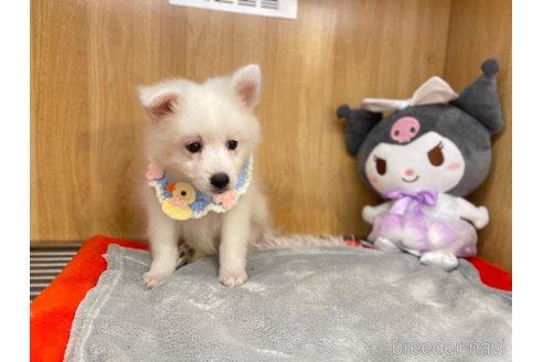 成約済の愛知県の日本スピッツ-347622の7枚目
