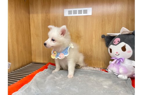 成約済の愛知県の日本スピッツ-347622の6枚目