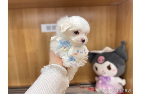 成約済の愛知県のマルチーズ-347625の2枚目