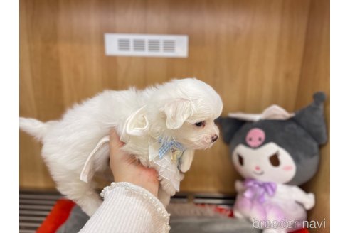 成約済の愛知県のマルチーズ-347625の3枚目