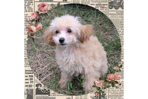 成約済の静岡県のティーカッププードル-347667の2枚目