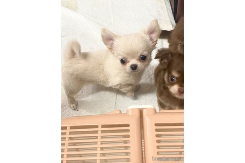 成約済の群馬県のチワワ(ロングコート)-347571の3枚目