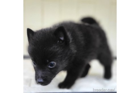 成約済の茨城県のスキッパーキ-346016の6枚目