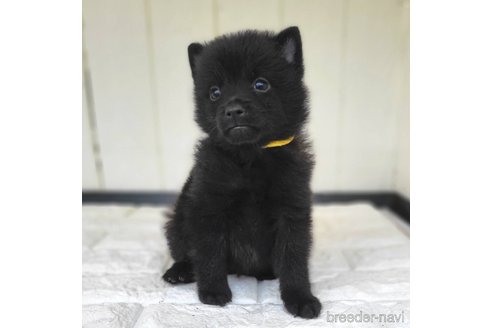 成約済の茨城県のスキッパーキ-346016の10枚目