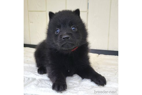 成約済の茨城県のスキッパーキ-347673の2枚目