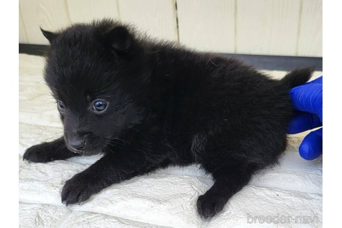 成約済の茨城県のスキッパーキ-347673の5枚目