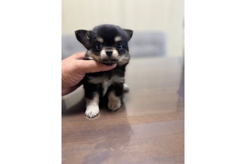 成約済の静岡県のチワワ(ロングコート)-345342の4枚目