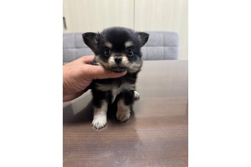 成約済の静岡県のチワワ(ロングコート)-345342の2枚目