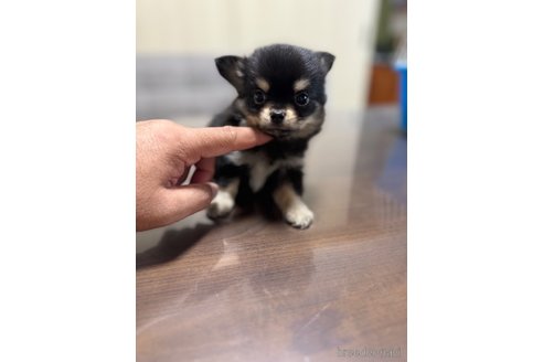 成約済の静岡県のチワワ(ロングコート)-345342の3枚目