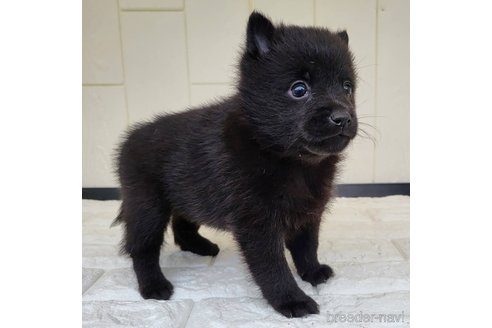 成約済の茨城県のスキッパーキ-347674の7枚目