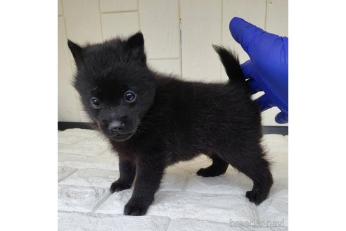成約済の茨城県のスキッパーキ-347674の10枚目