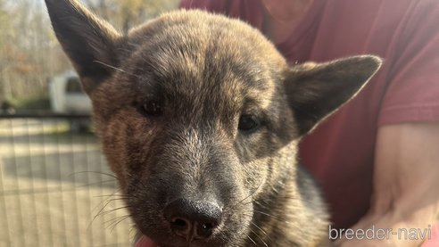成約済の北海道の北海道犬-340005の9枚目