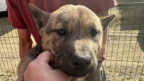 成約済の北海道の北海道犬-340008の1枚目
