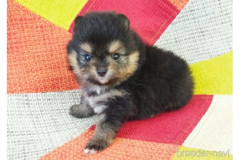 成約済の和歌山県のポメラニアン-345771の2枚目