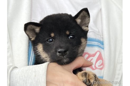 成約済の愛知県の柴犬-340287の1枚目