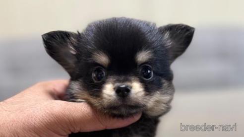 成約済の静岡県のチワワ(ロングコート)-345342の1枚目