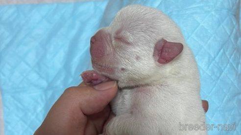 成約済の茨城県のエキゾチックブリー-347715の9枚目