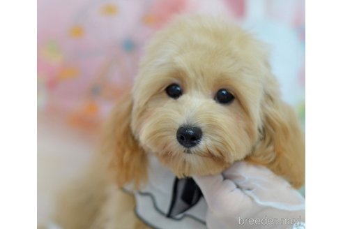 成約済の埼玉県のミックス犬-320206の15枚目