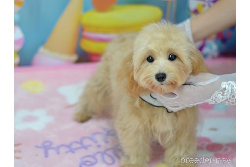 成約済の埼玉県のミックス犬-320206の13枚目