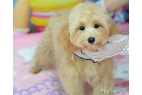 成約済の埼玉県のミックス犬-320206の12枚目