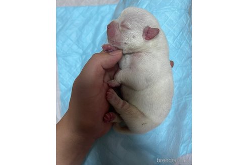 成約済の茨城県のエキゾチックブリー-347715の8枚目