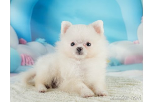 成約済の埼玉県のポメラニアン-347717の7枚目