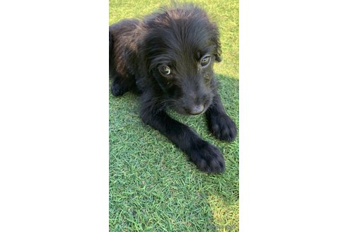 成約済の熊本県のミックス犬-347316の1枚目