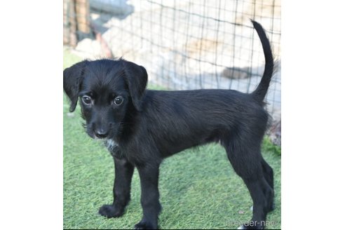 成約済の熊本県のミックス犬-347316の6枚目