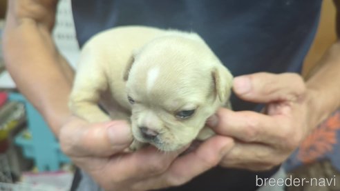 成約済の三重県のフレンチブルドッグ-347737の3枚目