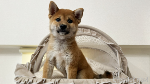 成約済の東京都の柴犬-338046の3枚目