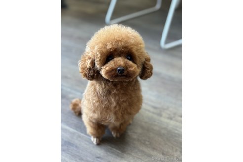ののティーカッププードル-