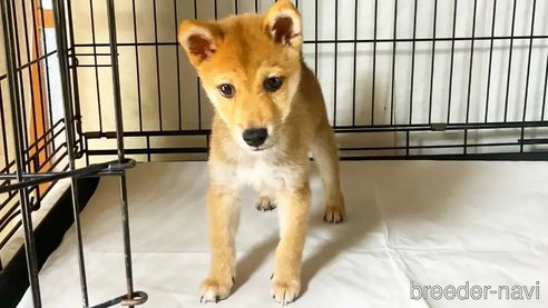 成約済の奈良県の豆柴-347776の4枚目
