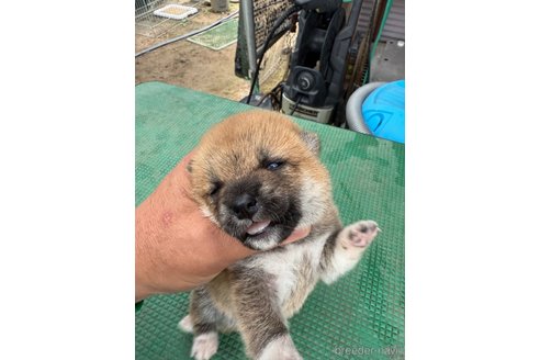 成約済の広島県の柴犬-347794の6枚目