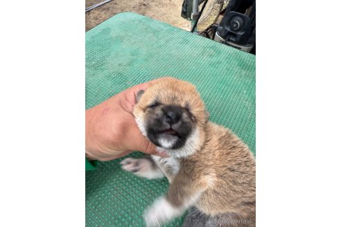 成約済の広島県の柴犬-347794の7枚目