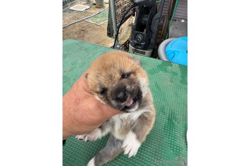 成約済の広島県の柴犬-347794の4枚目