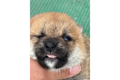 成約済の広島県の柴犬-347794の5枚目