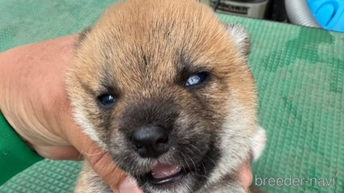 成約済の広島県の柴犬-347794の3枚目