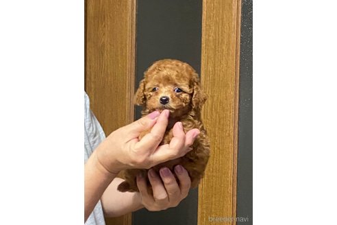 成約済の兵庫県のティーカッププードル-347664の2枚目