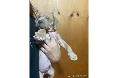 成約済の佐賀県のアメリカンピットブルテリア-347810の11枚目